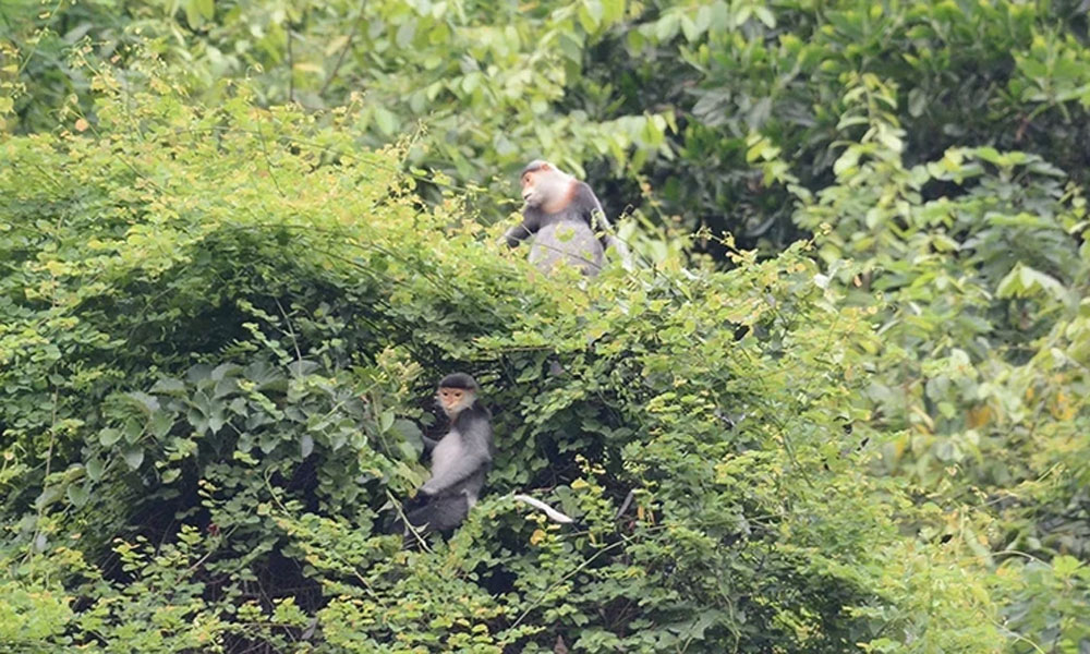 A peaceful haven for grey-shanked douc langurs